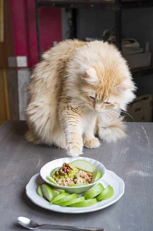 Vinci loves everything oat!