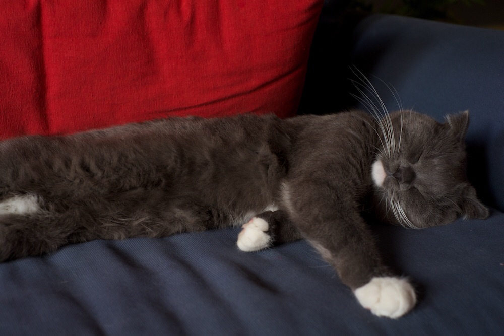 Lucca is known for us awkward sitting and sleeping positions!