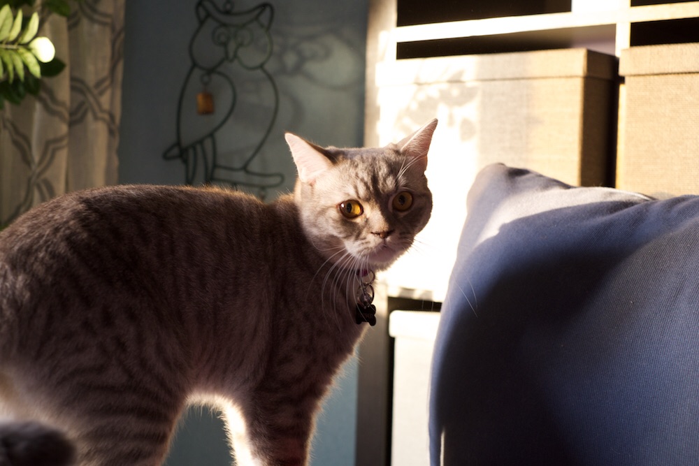 Argento, always curious, always looking for a trouble!