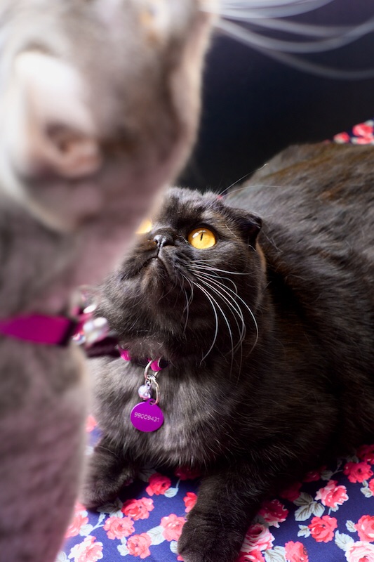 Sylvia - eyes opened!