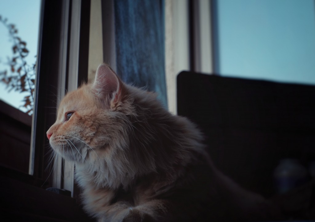 Vinci our  ginger gentle giant.