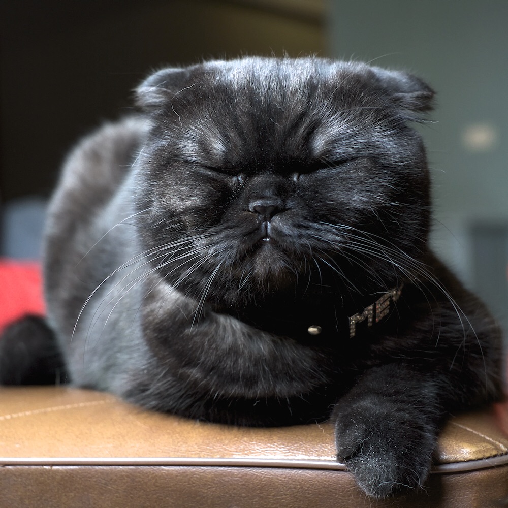 Sylvia Plath, our queen, the mother of Antar, Lucca and Argento