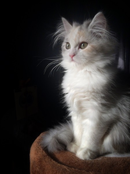 Baileys, the latest addition to our cat family. 